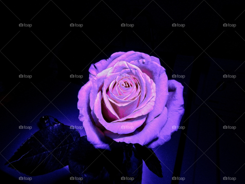 rose uv light light painting by landon