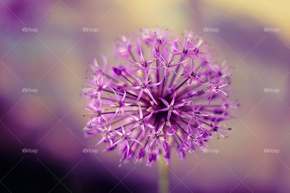 Allium. Spring flower.