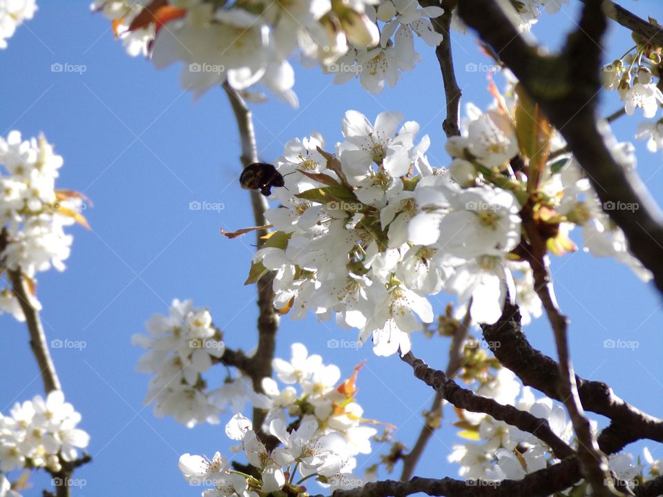 Hummel fliegt zu den Kirschblüten