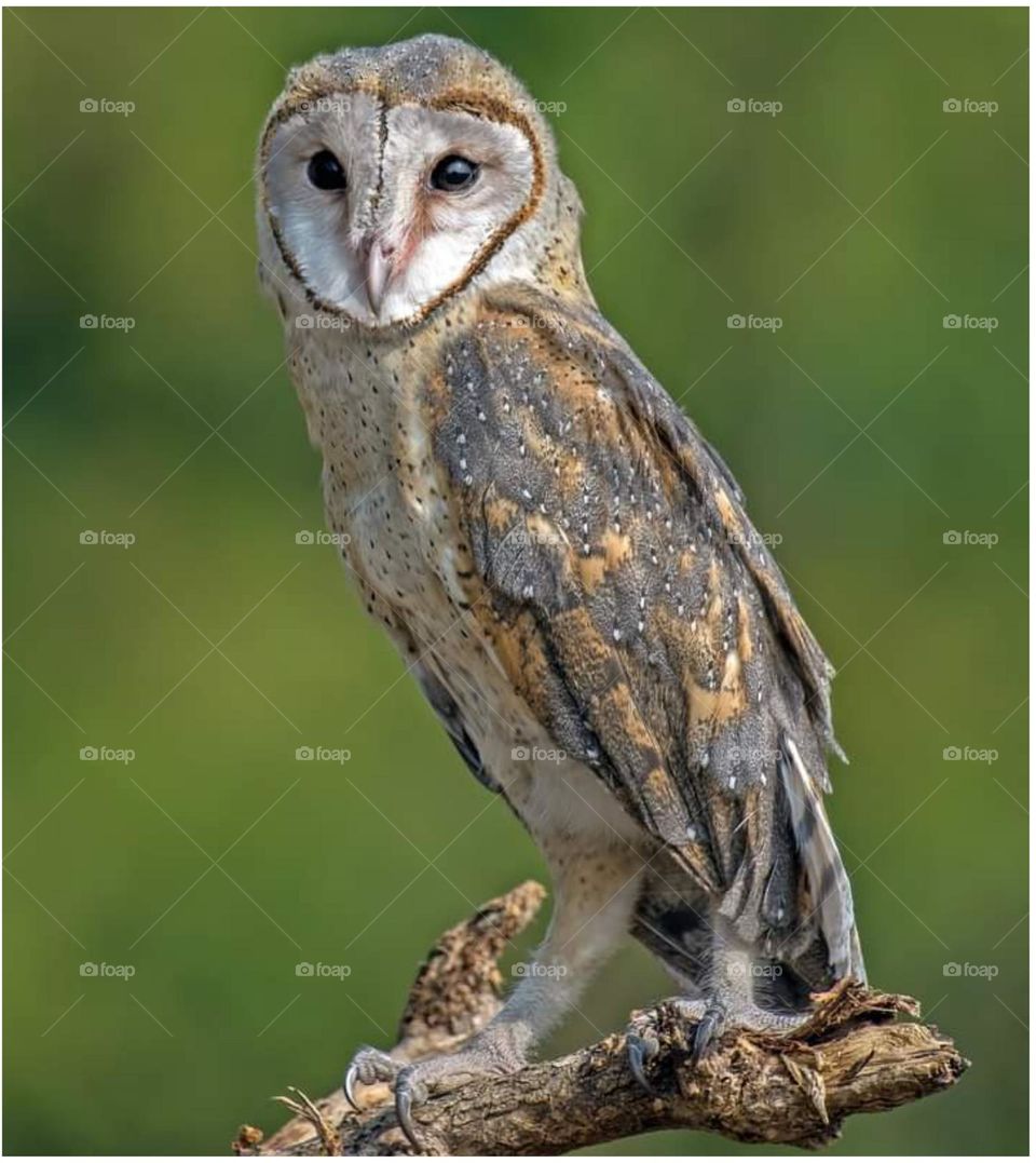 Owl