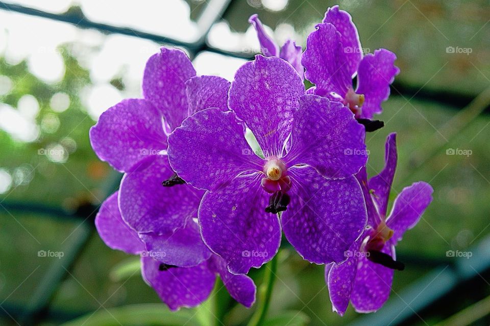 Orchid