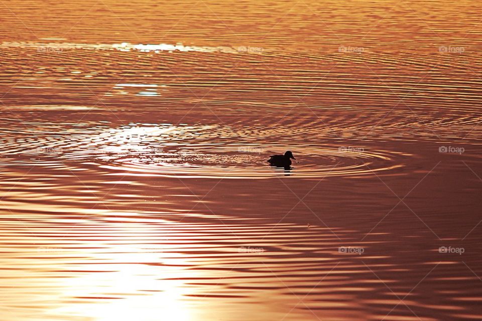 Sunset at lake with duck in middle