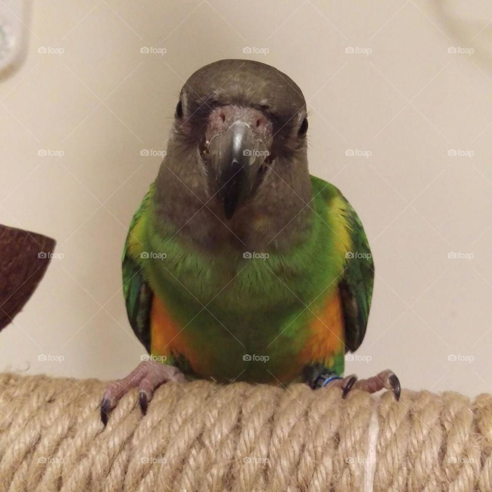 senegal parrot