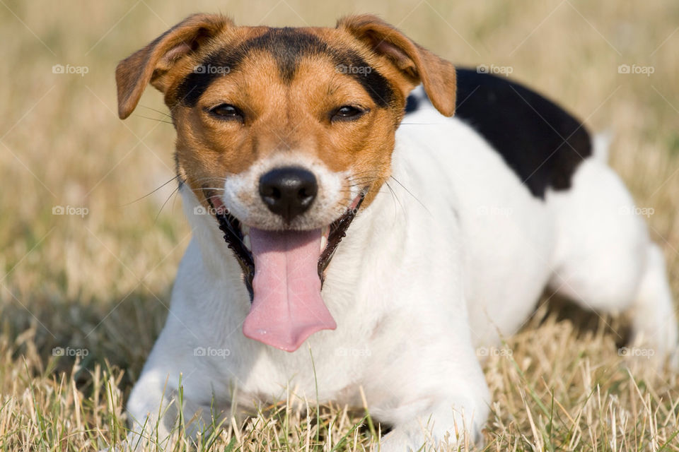 dog tongue resting terrier by chrille_b