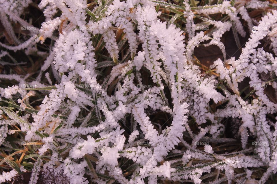 The early morning frost has created a coating of crystals on the delicate blades of wild grasses weighing them down and creating a winding intertwining pattern. 