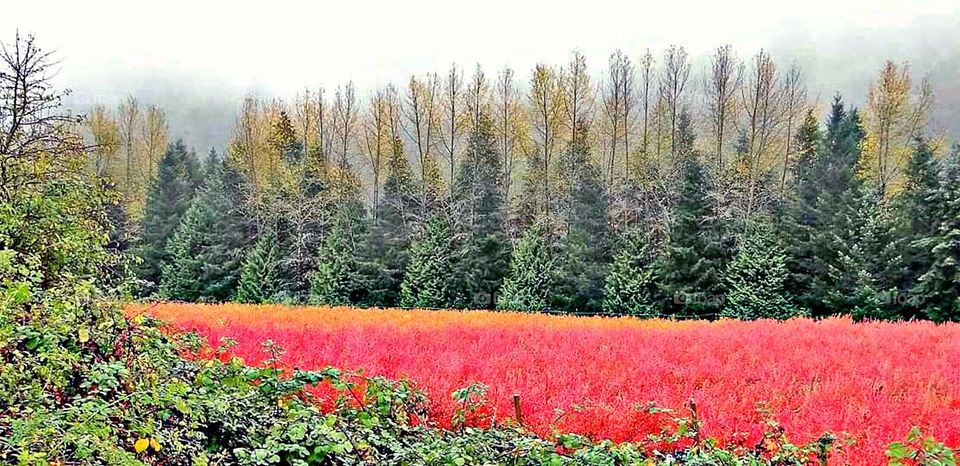 blueberry fields in Autumn