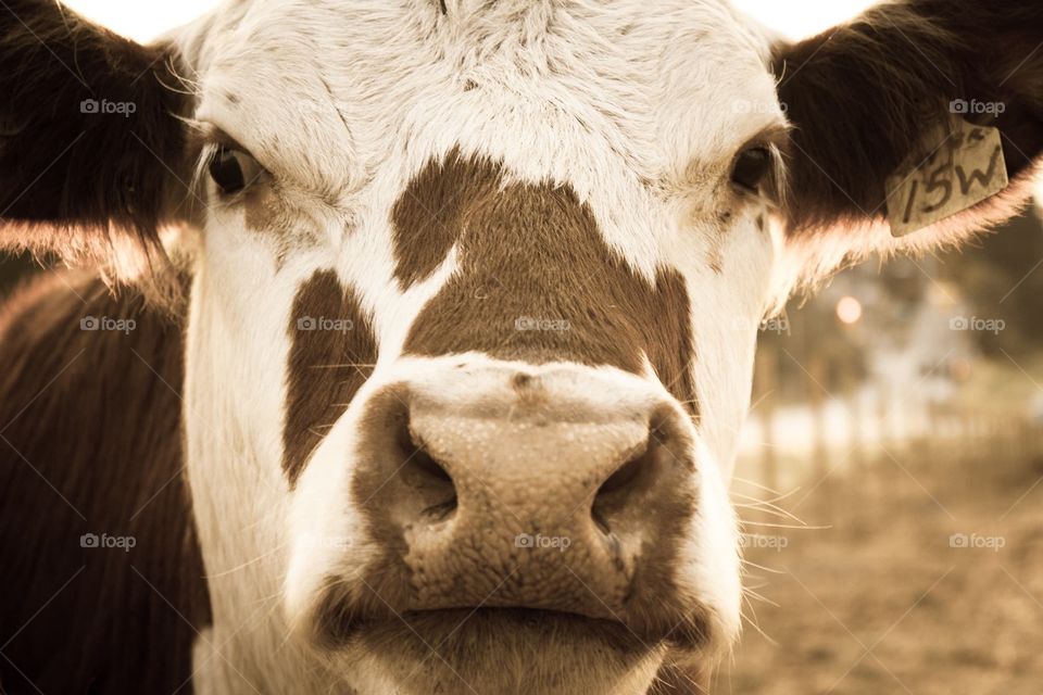 Candid portraits of a cow 