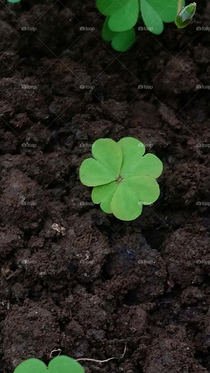 Four leaf  clover