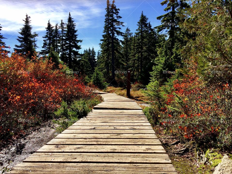 A Wonderful Fall hike atop a boardwalk, wandering through the alpine forest trails in beautiful British Columbia, Canada.