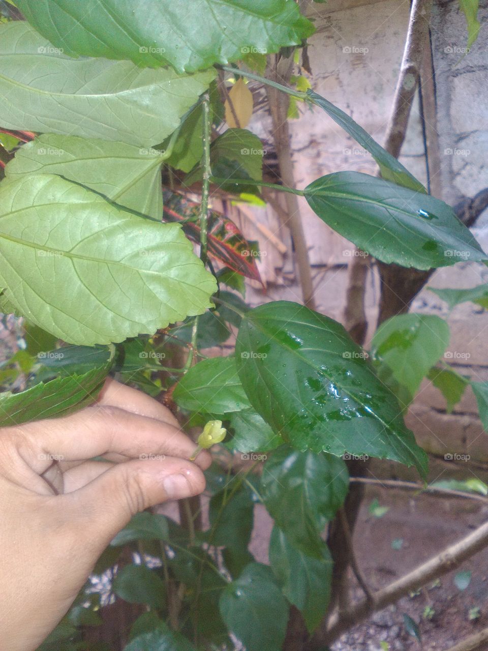 petal flower of rooting peach santan part 2