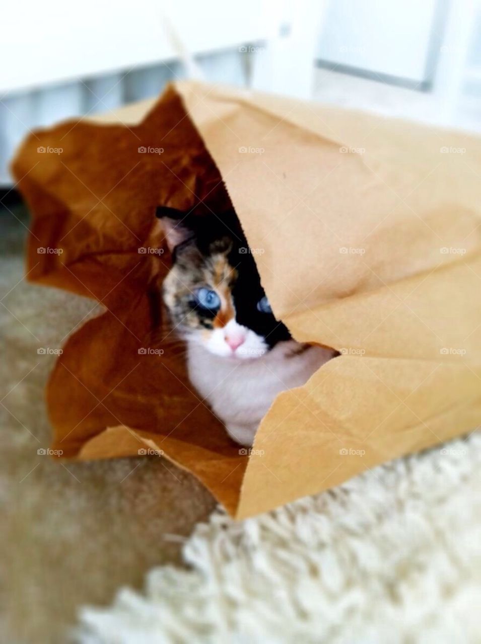 Cat in a bag