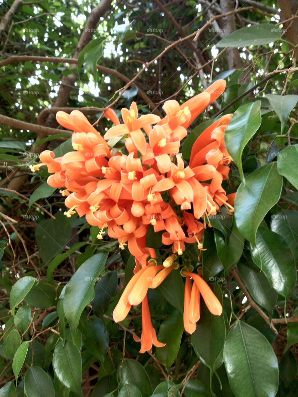 flowers of orange bunch by g5joseph