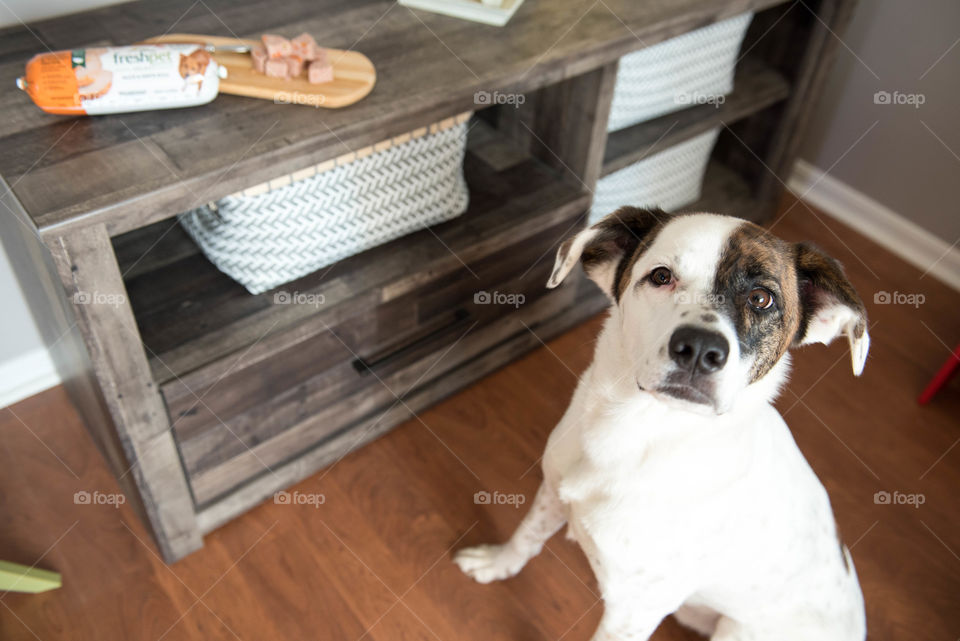 Mixed breed dog sitting next to dog food and looking up at the camera