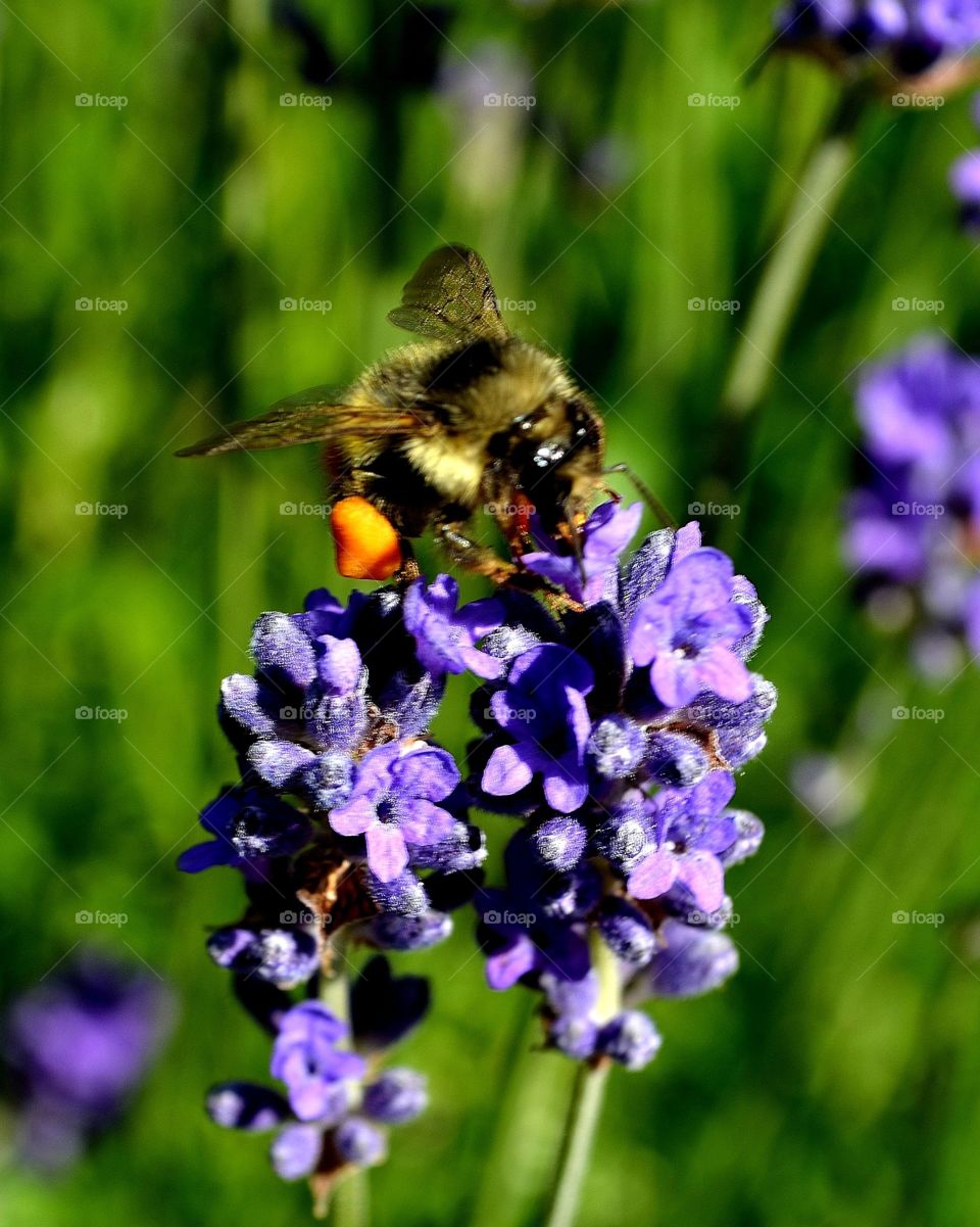 Macro Bee