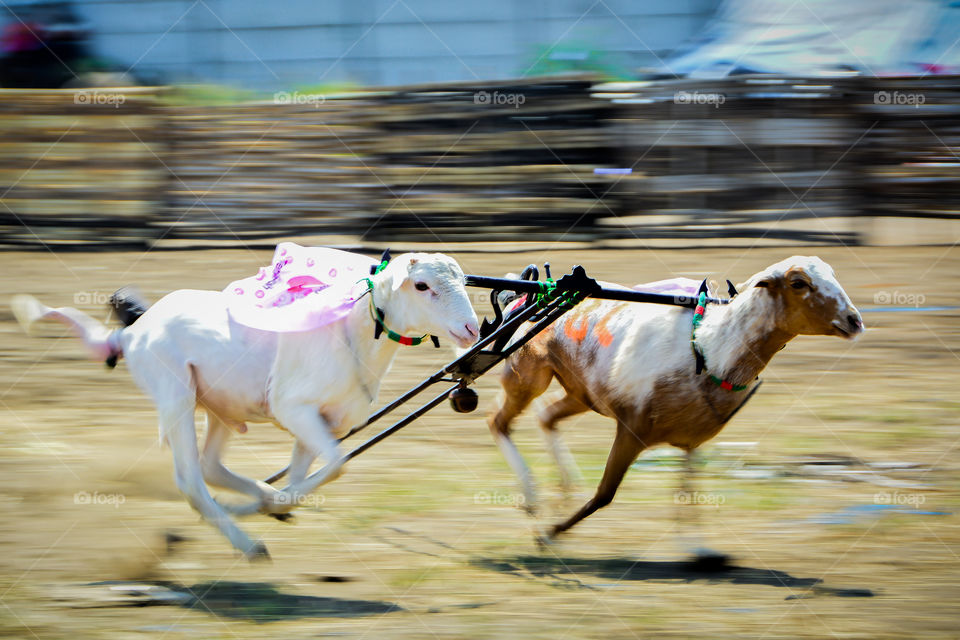 White goats are racing in the arena
