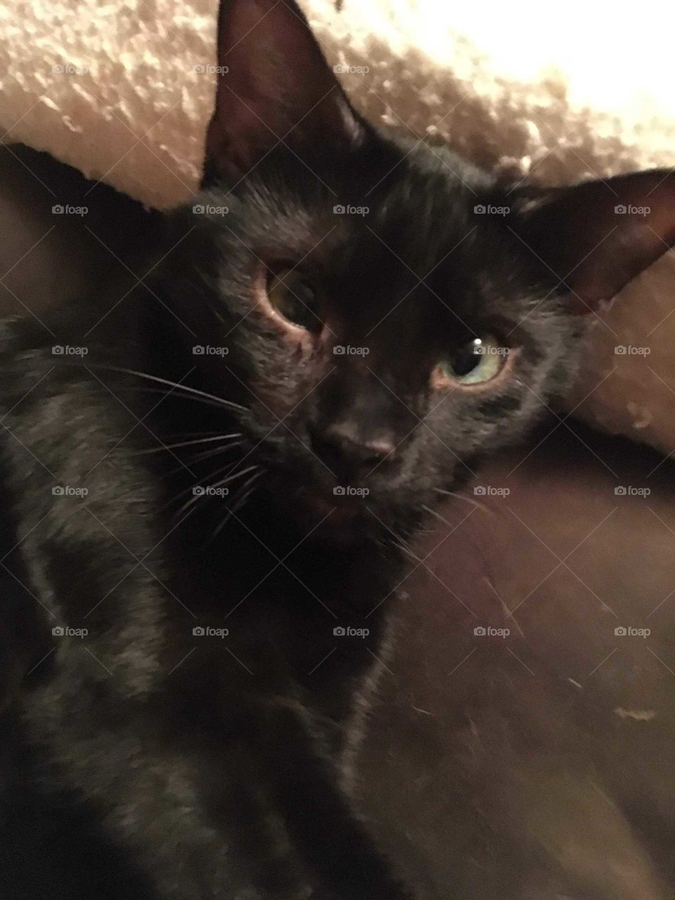 My little boy, Sparkle.