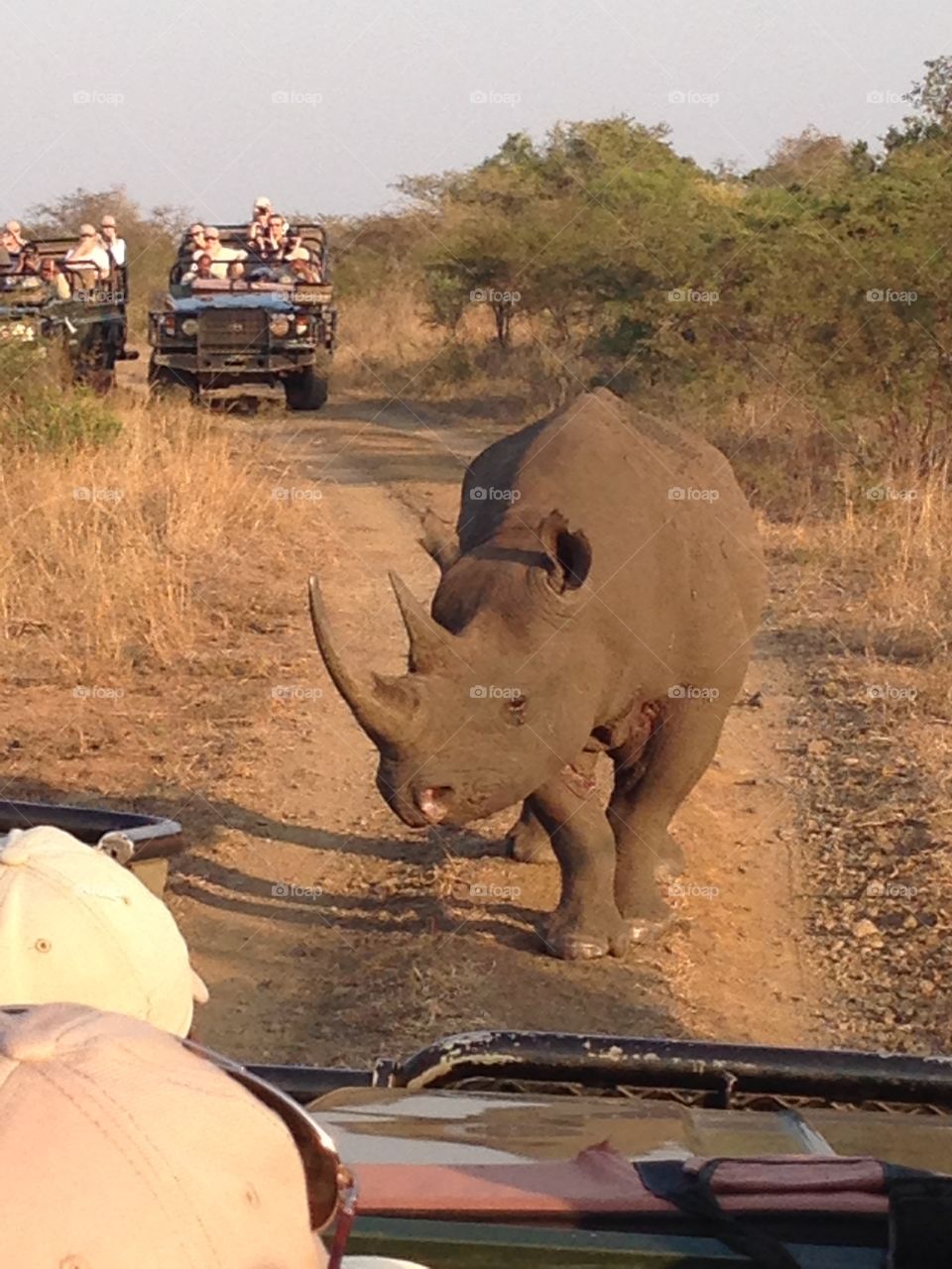 Black rhino road encounter