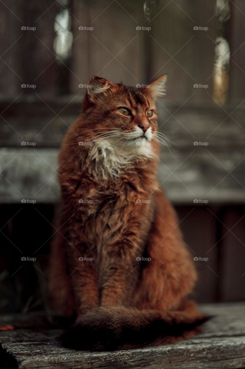 Rudy somali cat sitting on an old wooden bench at summer day