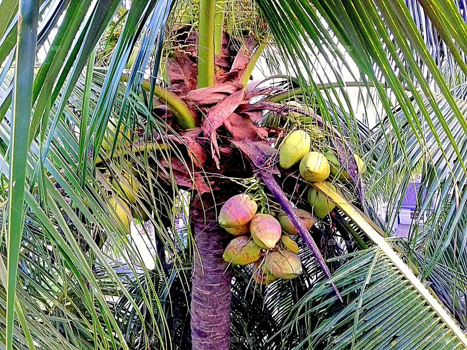 coconut