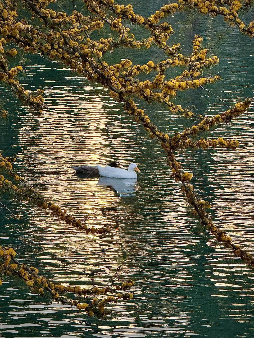 Two Mallard Ducks Floating
