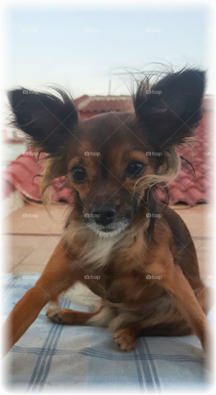 Hi! My name is Zerena Kristiansen. I am a Russian Toy Terrier.