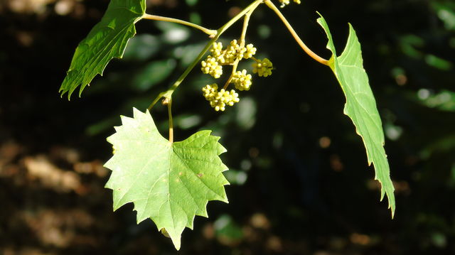 Striking bright yellow leaves and seeds against a dark green background