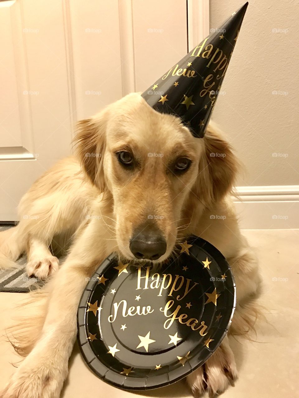 Happy new year puppy