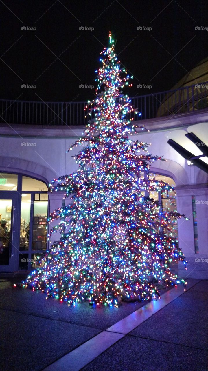 Christmas Tree Phipps conservatory Pittsburgh PA