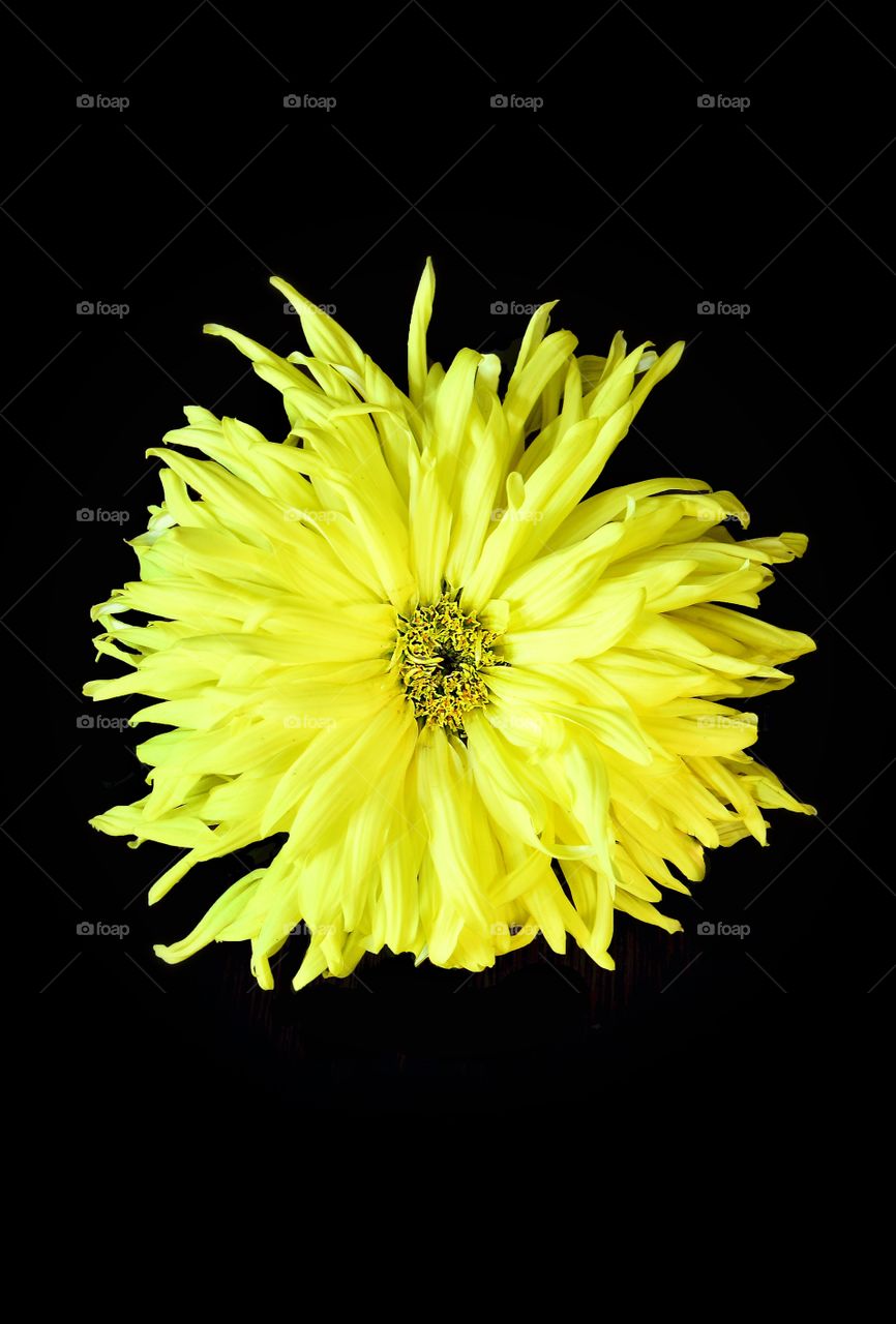 Macro yellow flower . The macro flower yellow color 