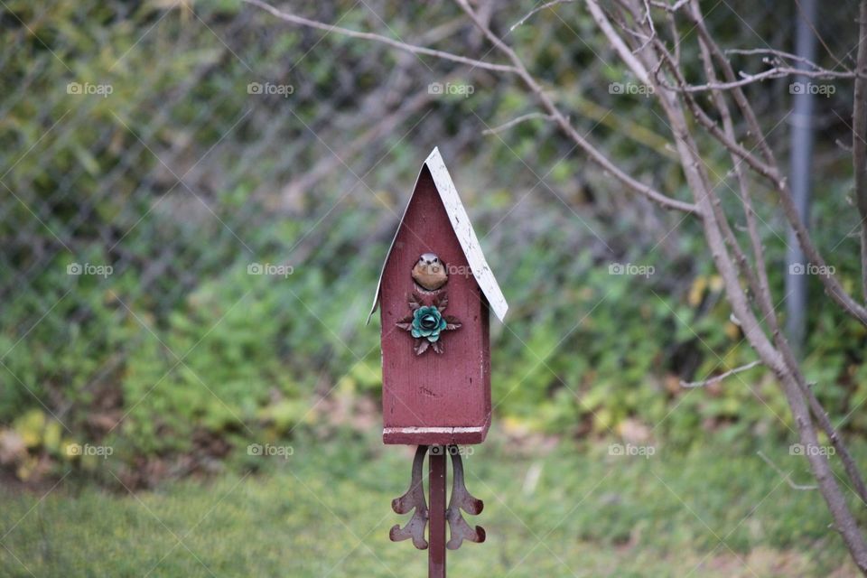 Bluebird Peeking 