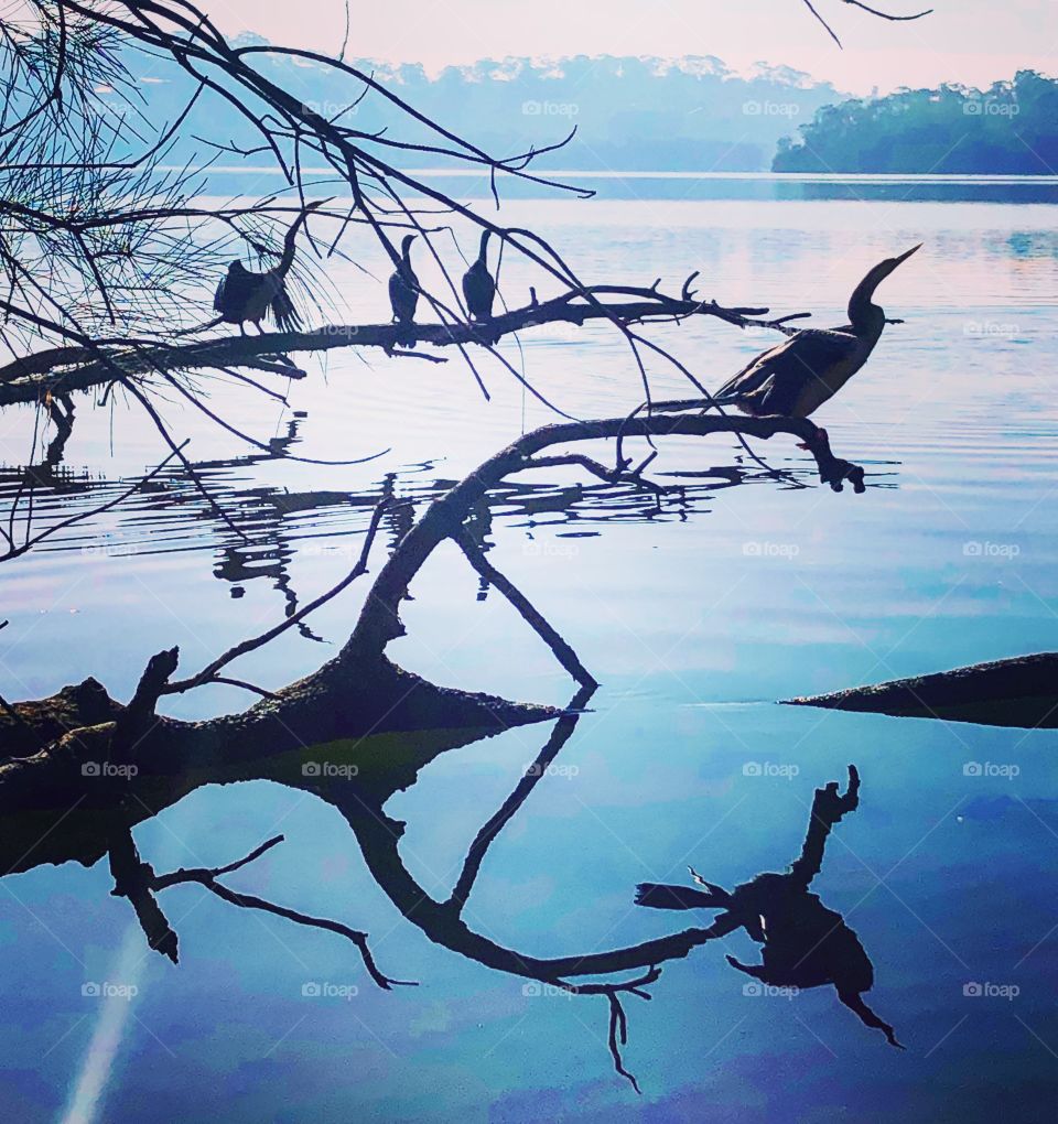 Reflections of birds and a branch on blue water 
