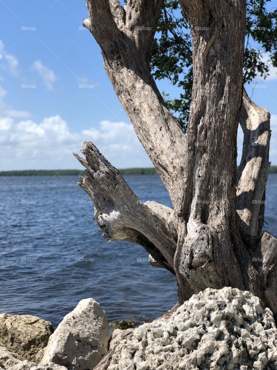 Semi-petrified tree by the ocean shore