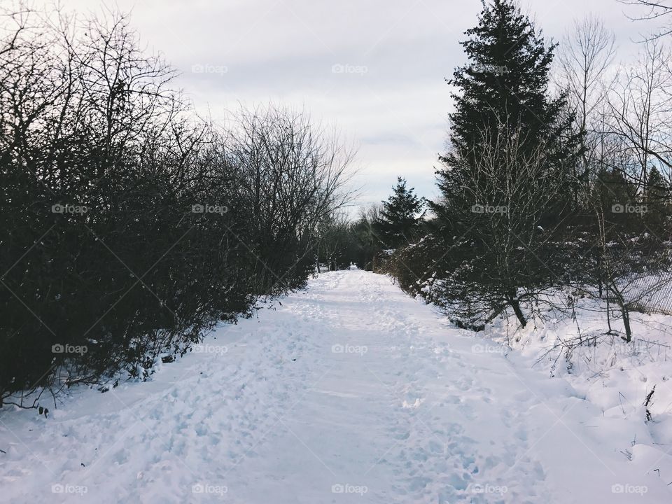 A Walk through the Woods