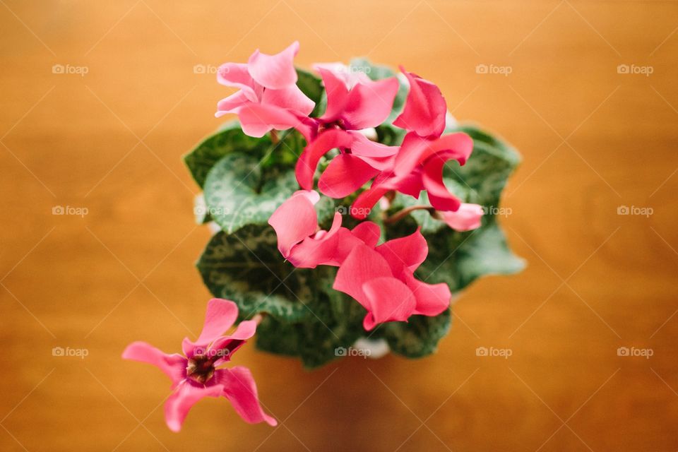 Beautiful pink flowers from above on wooden table. Green and pink flowers on a dining room table 