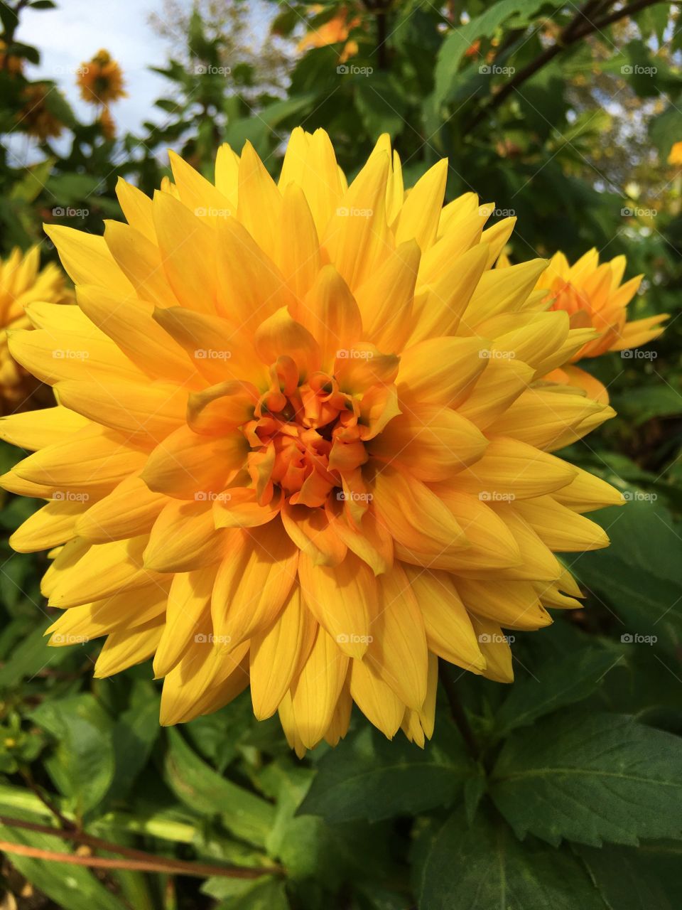 Orange dahlia 