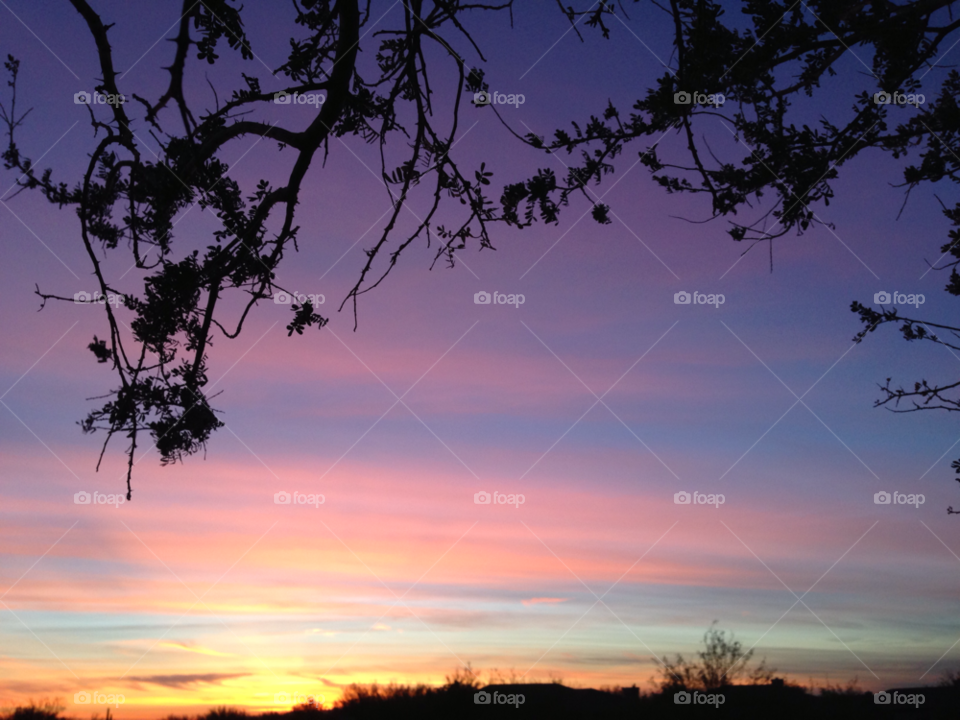 sunset trees colorful branches by melody