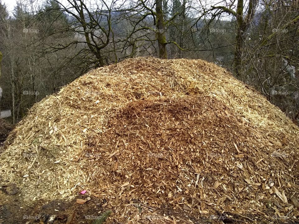 Wood chip pile