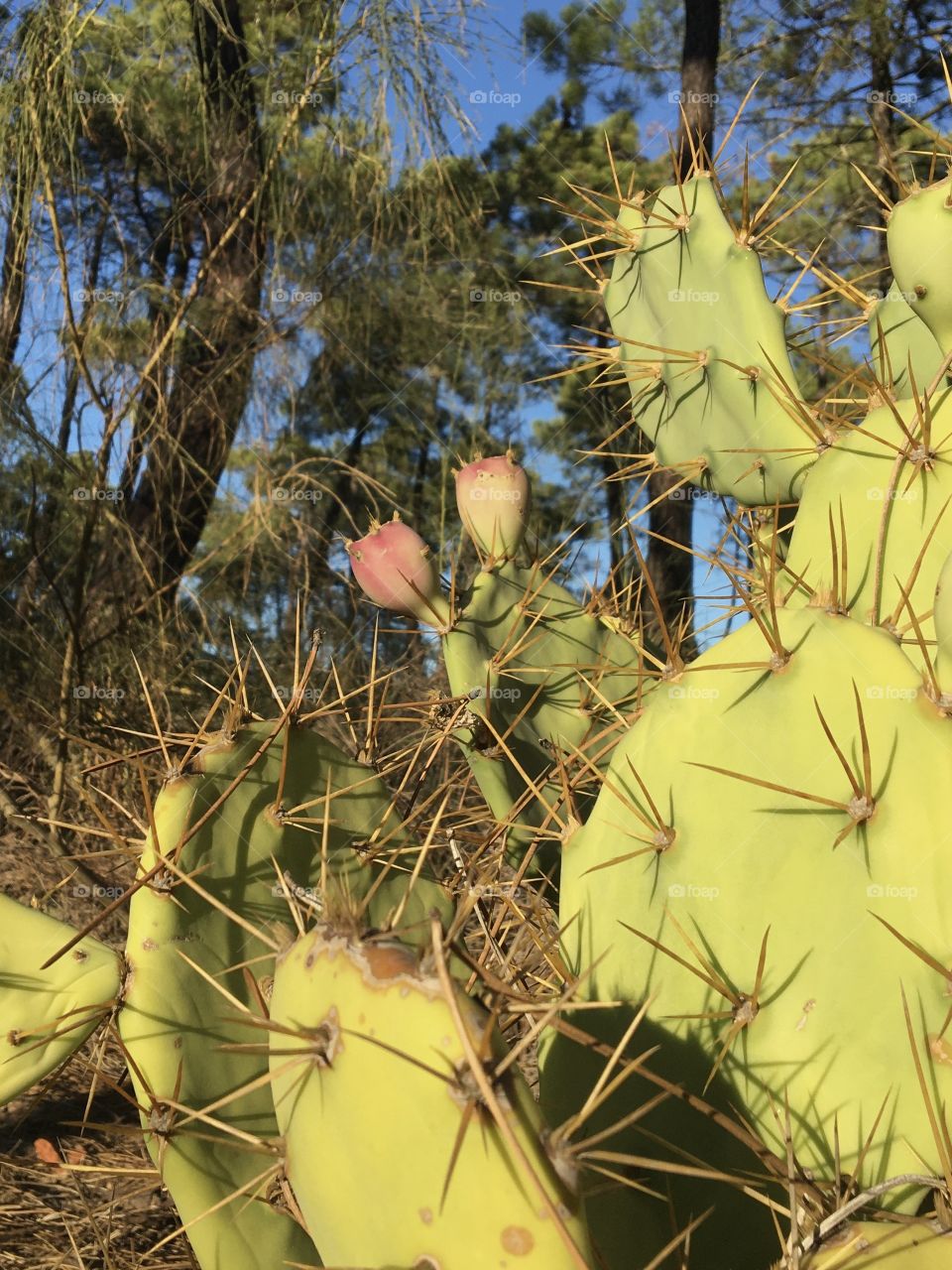 Cactus leaves and fruits in pines forest