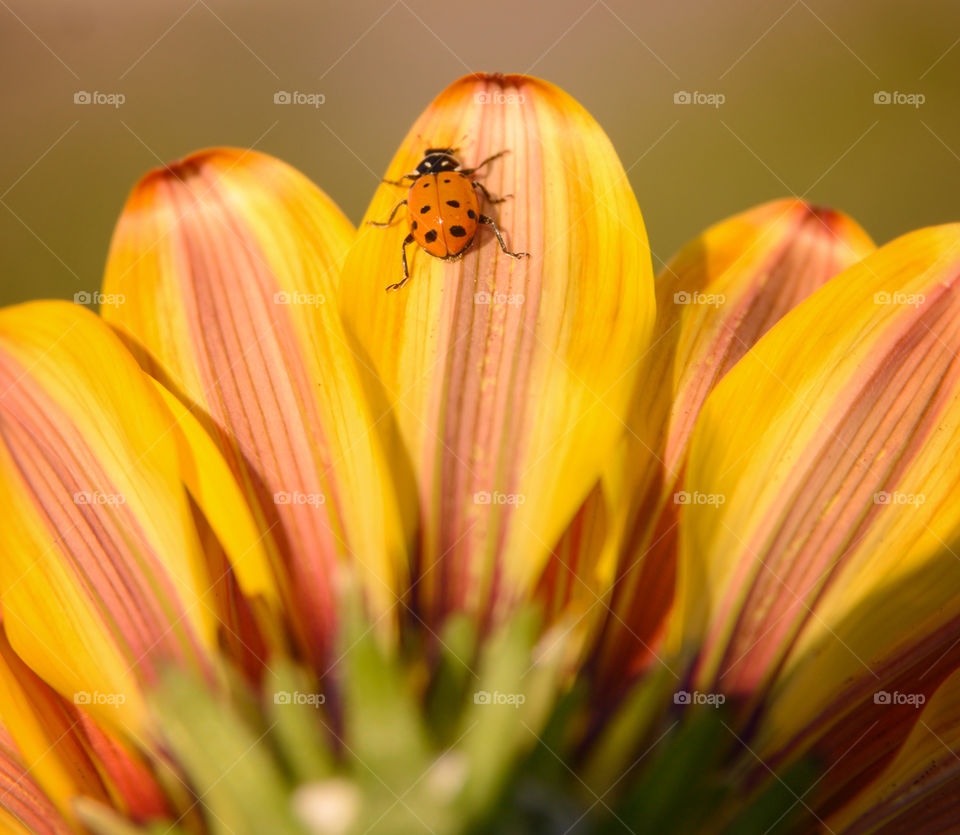 Ladybug on petals. 