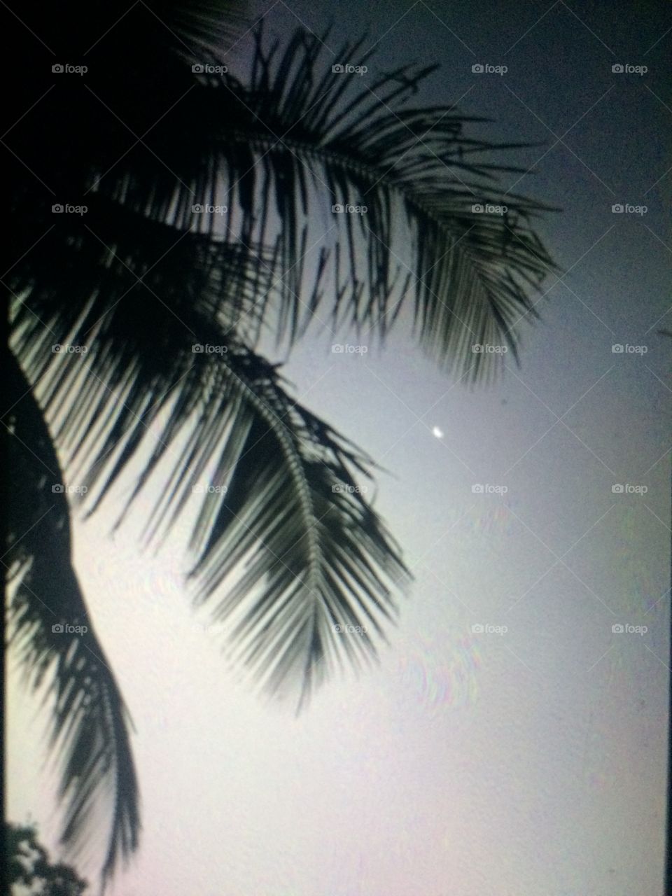 Palm Night 