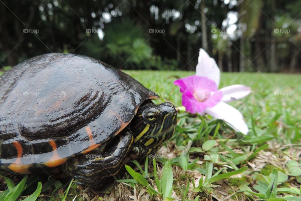 This is Donna, serene, charismatic and nice.