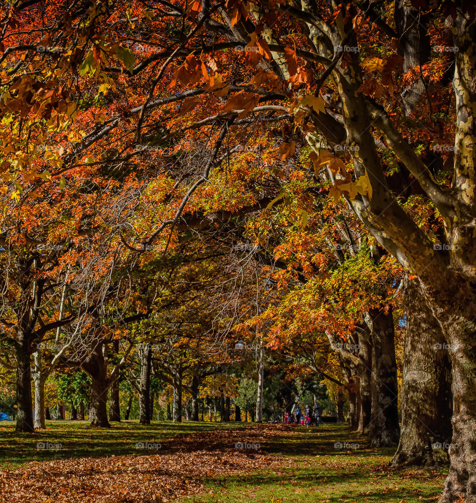 Autumn day in the park