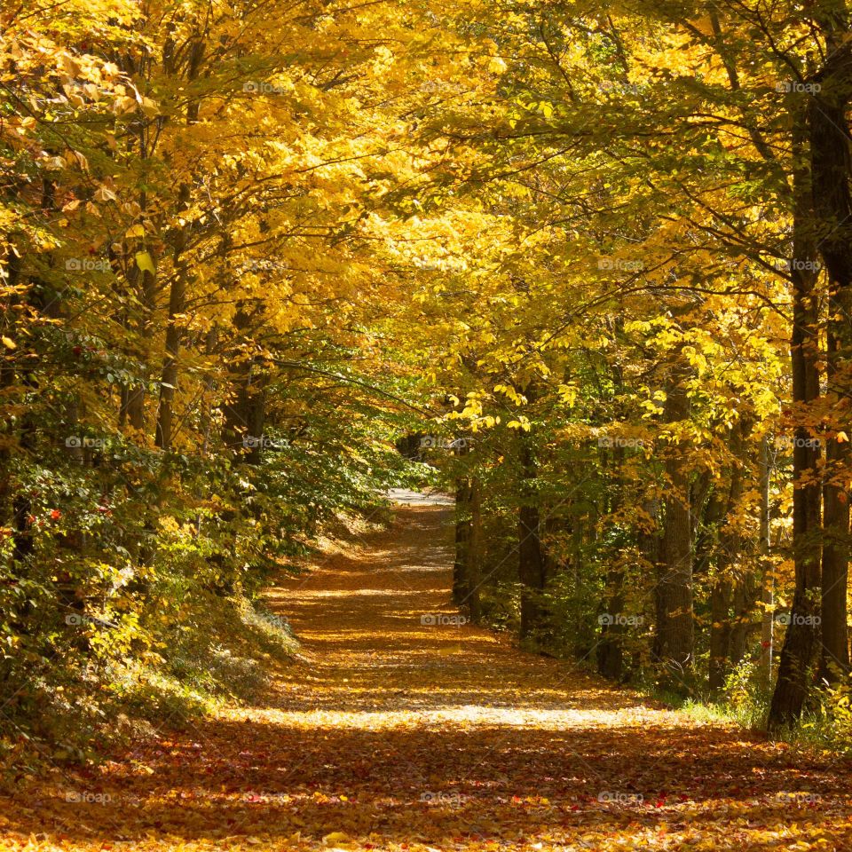 Bright yellow canopy of autumn leaves on a back country road covered in reds and yellows in New England.