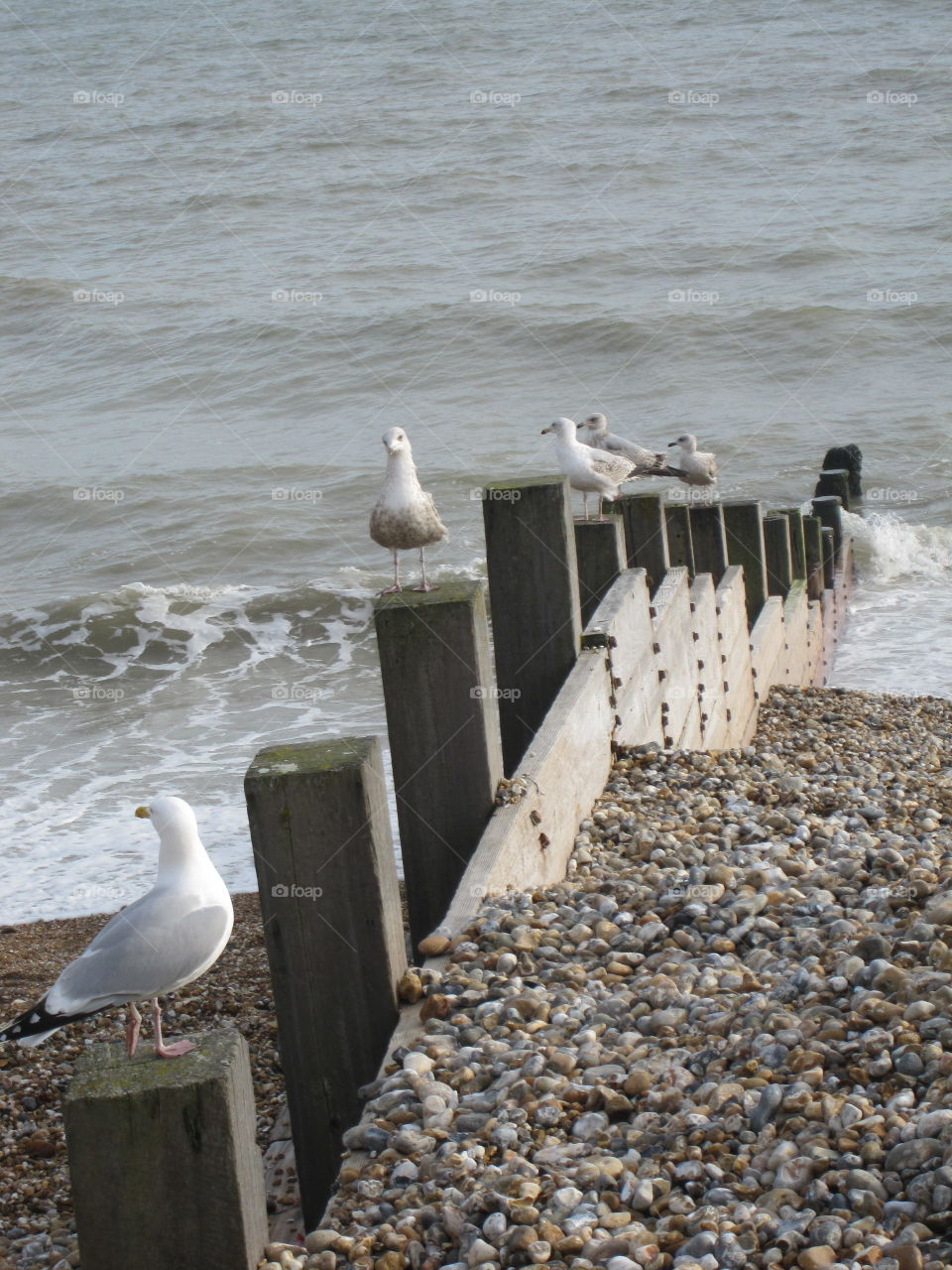 Seagulls And Waves