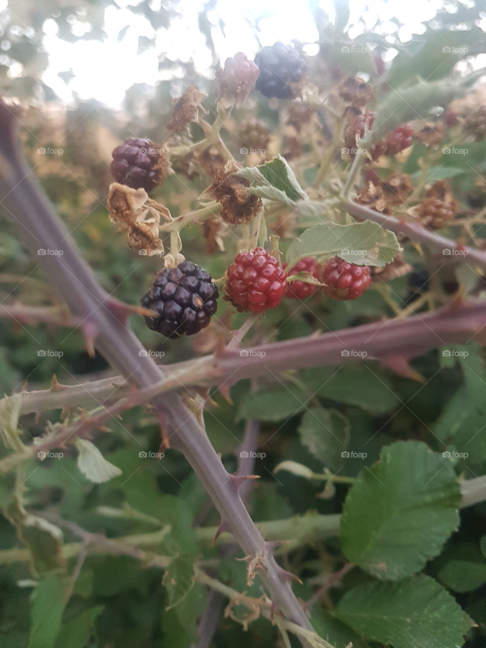 moras
