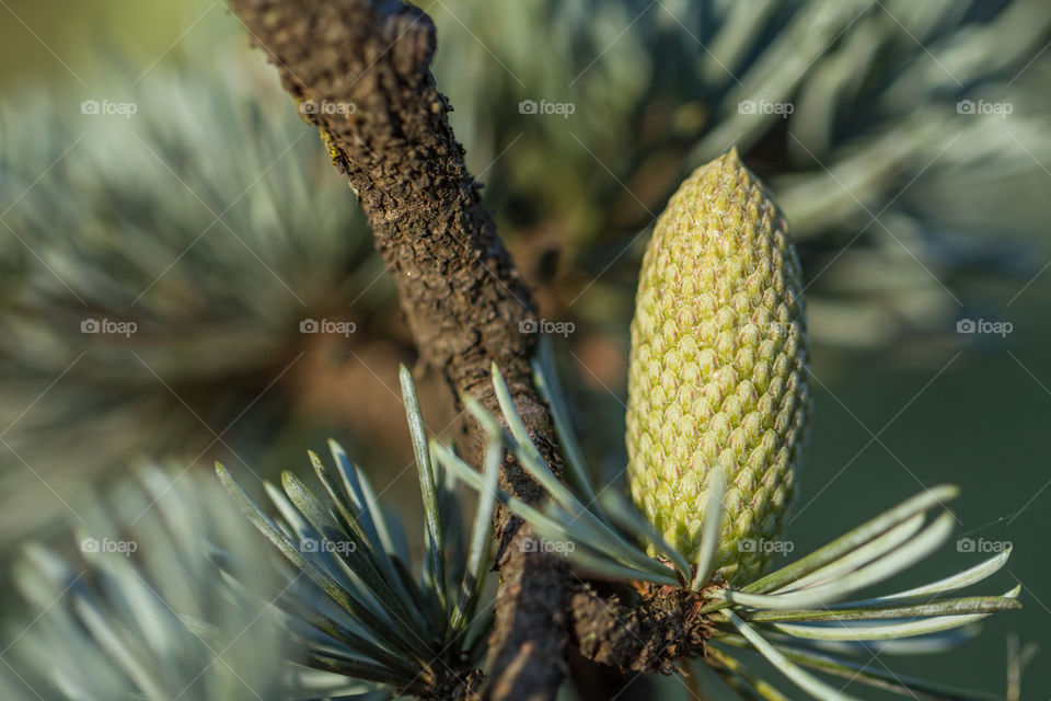 Close-up of pineapple tree