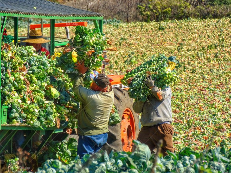 Harvesting Crops