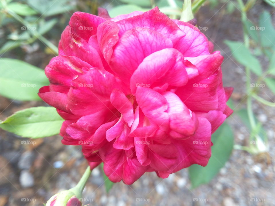 Blossom rose. red rose