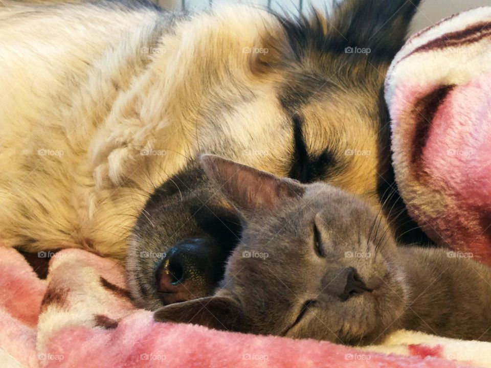 friends cat & dog