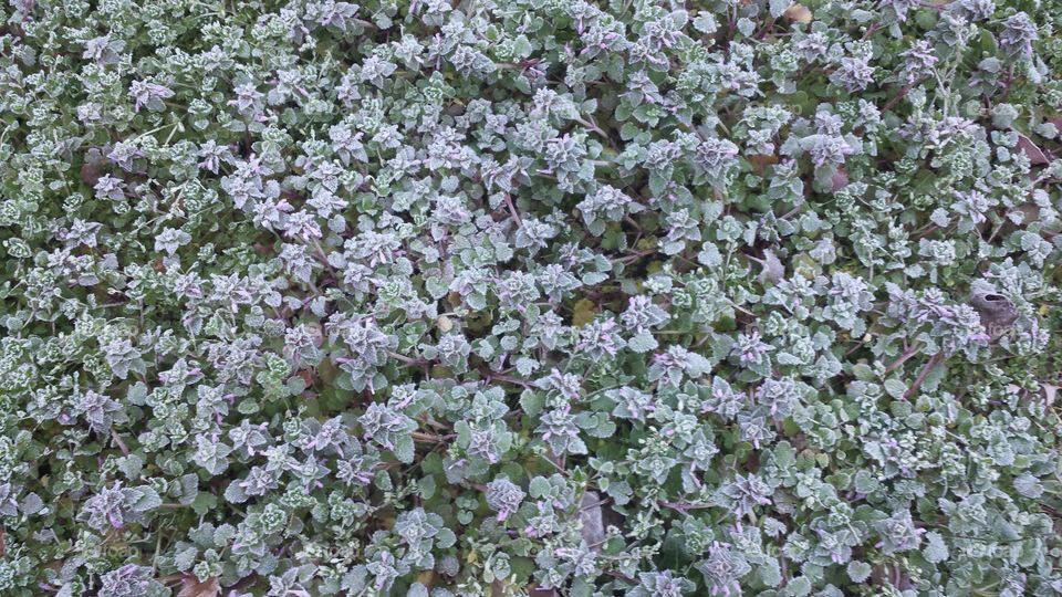 frosty flowers